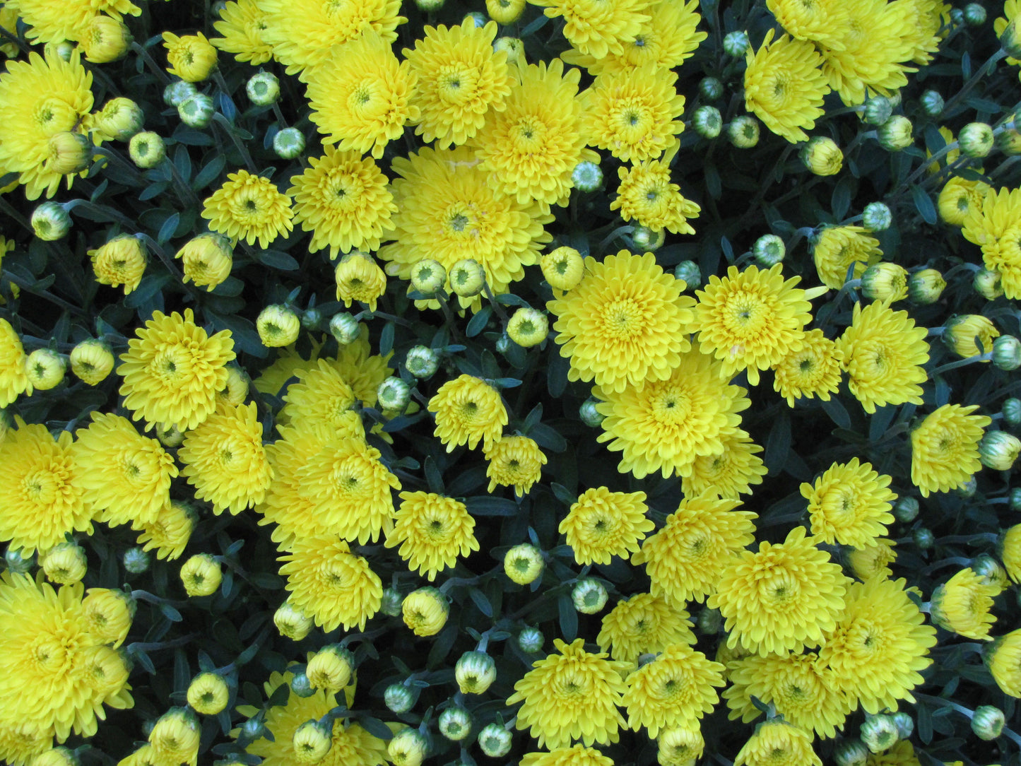 Mum Yellow Fonti Yellow - View 7 from www redcrocus com