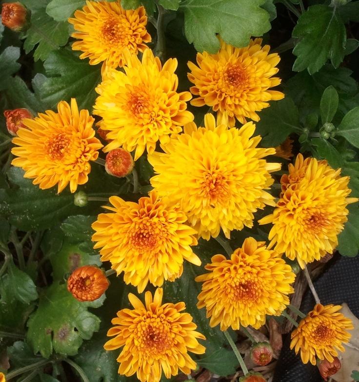 Mum Yellow Fonti Yellow - View 8 from www redcrocus com