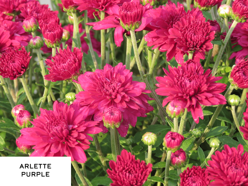 Mum Purple Arlette Purple - View 9 from www redcrocus com