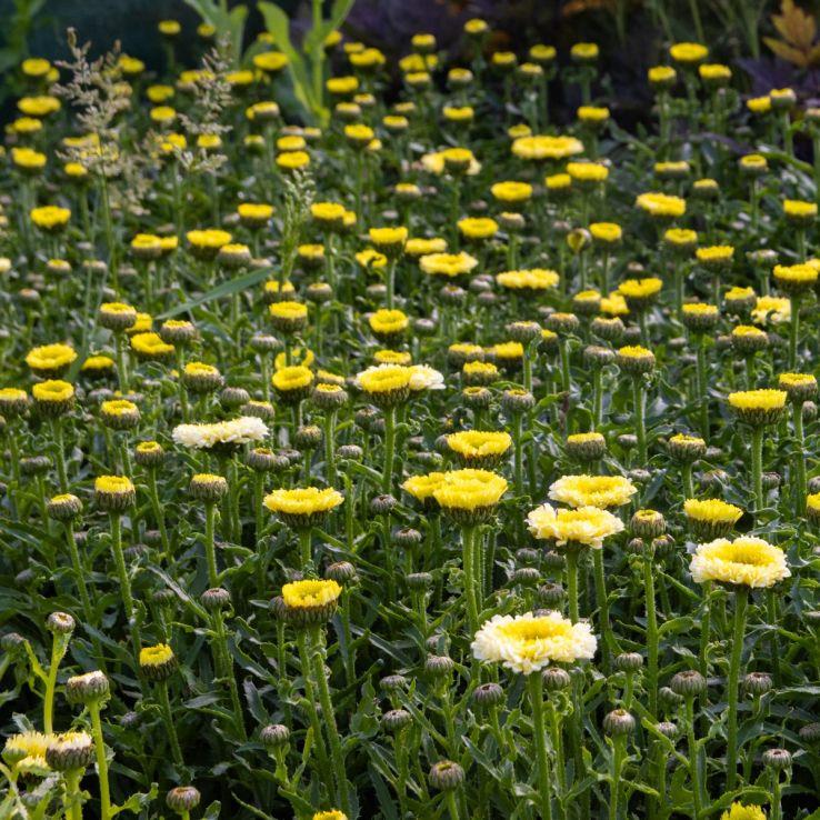 Mum, Yellow Gold Cup Yellow - View 11 from www redcrocus com