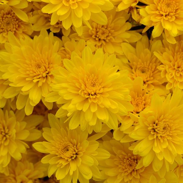 Mum, Yellow Gold Cup Yellow - View 12 from www redcrocus com