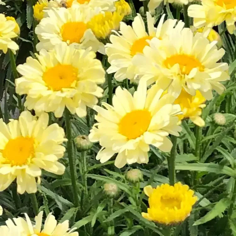 Mum, Yellow Gold Cup Yellow - View 13 from www redcrocus com