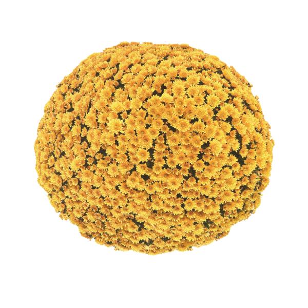 Mum, Yellow Gold Cup Yellow - View 2 from www redcrocus com
