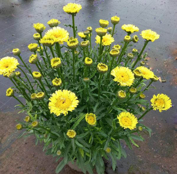 Mum, Yellow Gold Cup Yellow - View 3 from www redcrocus com