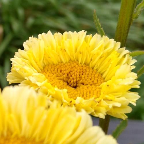 Mum, Yellow Gold Cup Yellow - View 4 from www redcrocus com
