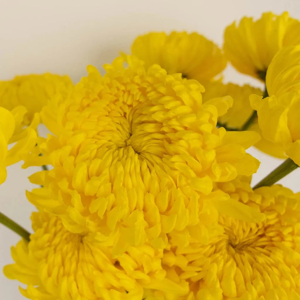 Mum, Yellow Gold Cup Yellow - View 6 from www redcrocus com