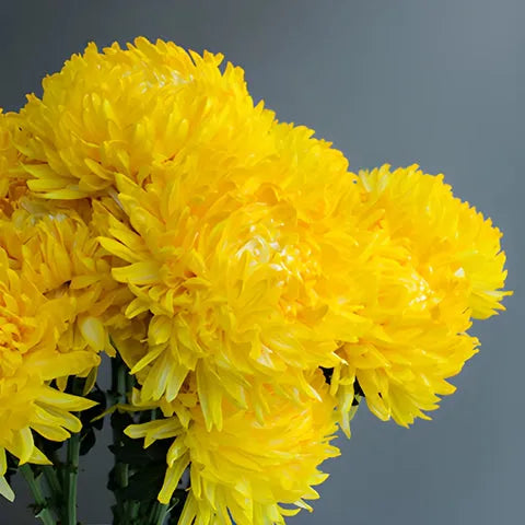 Mum, Yellow Gold Cup Yellow - View 7 from www redcrocus com