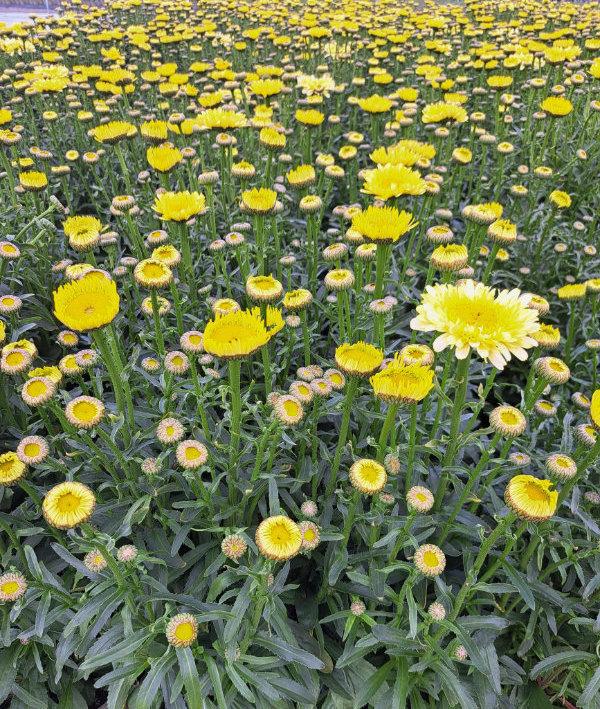 Mum, Yellow Gold Cup Yellow - View 8 from www redcrocus com