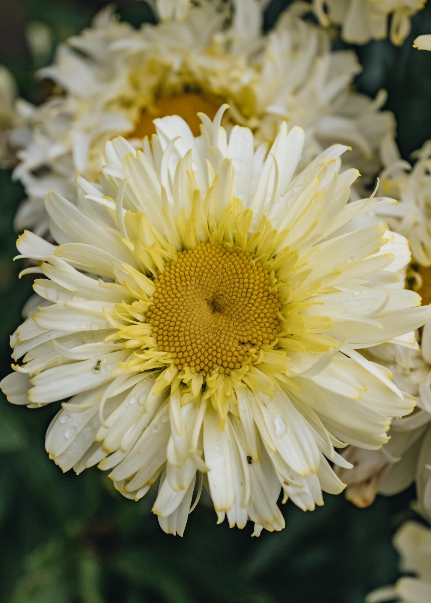 Mum, Yellow Gold Cup Yellow - View 9 from www redcrocus com