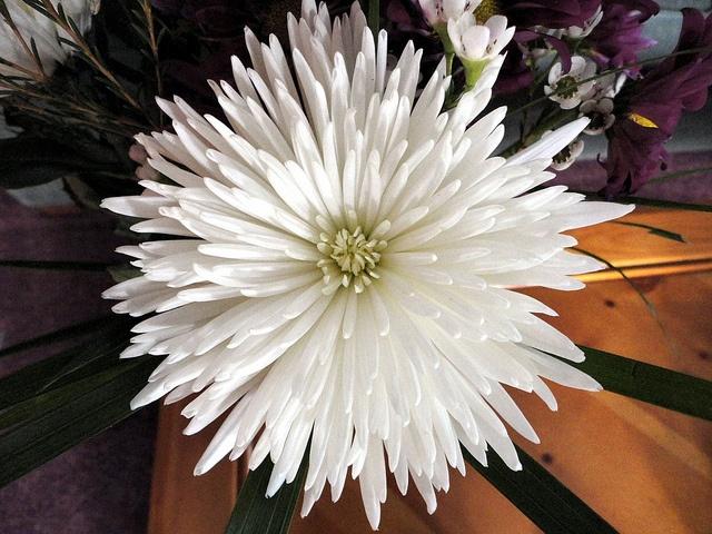 Mum White Bridal White - View 13 from www redcrocus com