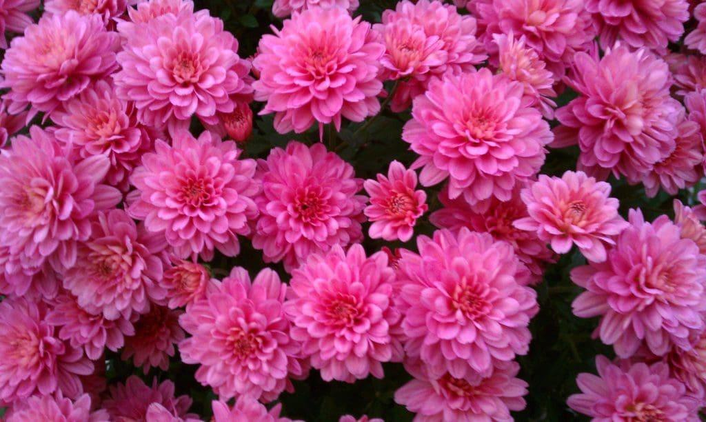 Mum Pink Carousel Pink - View 12 from www redcrocus com
