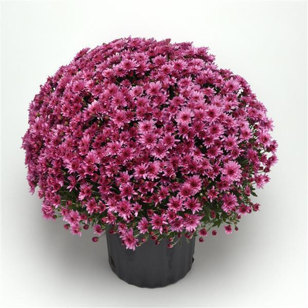Mum Pink Carousel Pink - View 3 from www redcrocus com