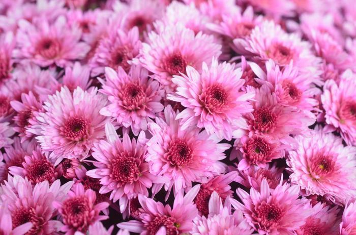 Mum Pink Carousel Pink - View 4 from www redcrocus com