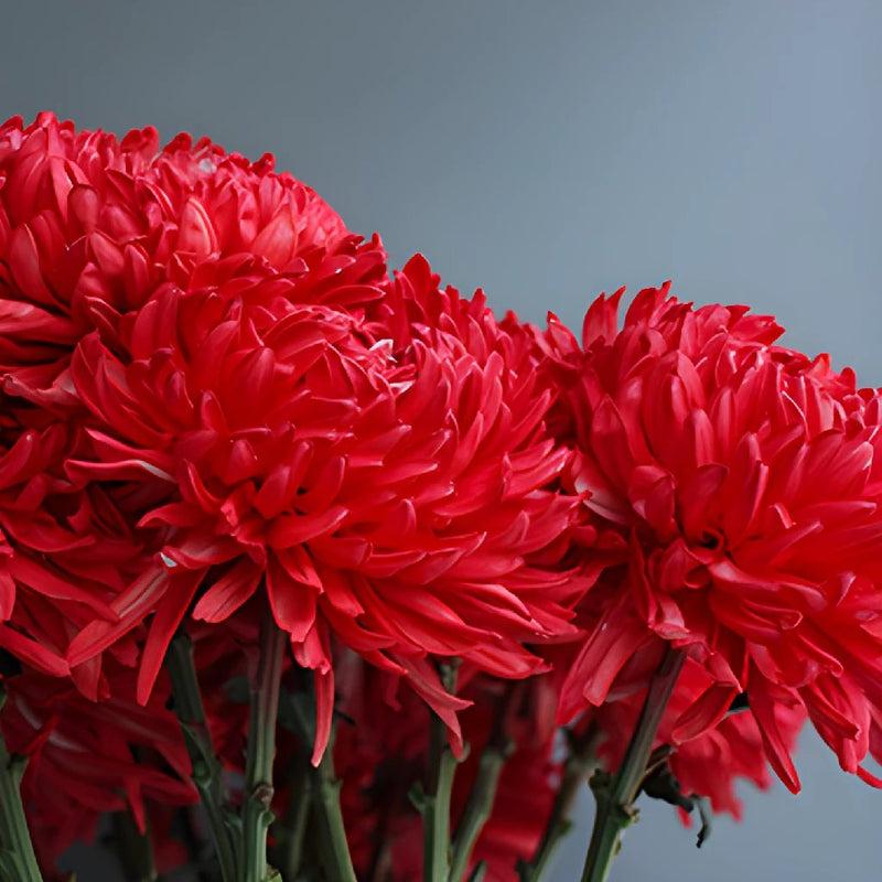 Mum Red Fonti Red - View 10 from www redcrocus com