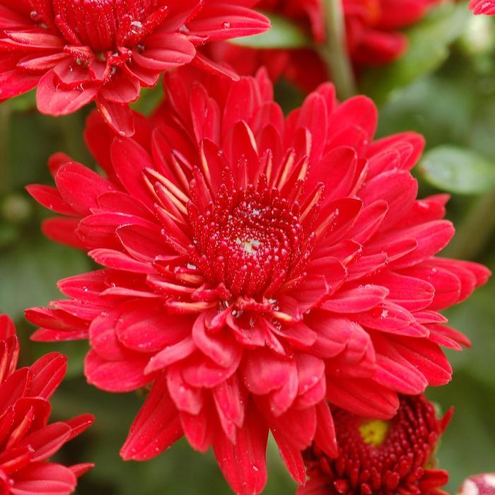 Mum Red Fonti Red - View 4 from www redcrocus com