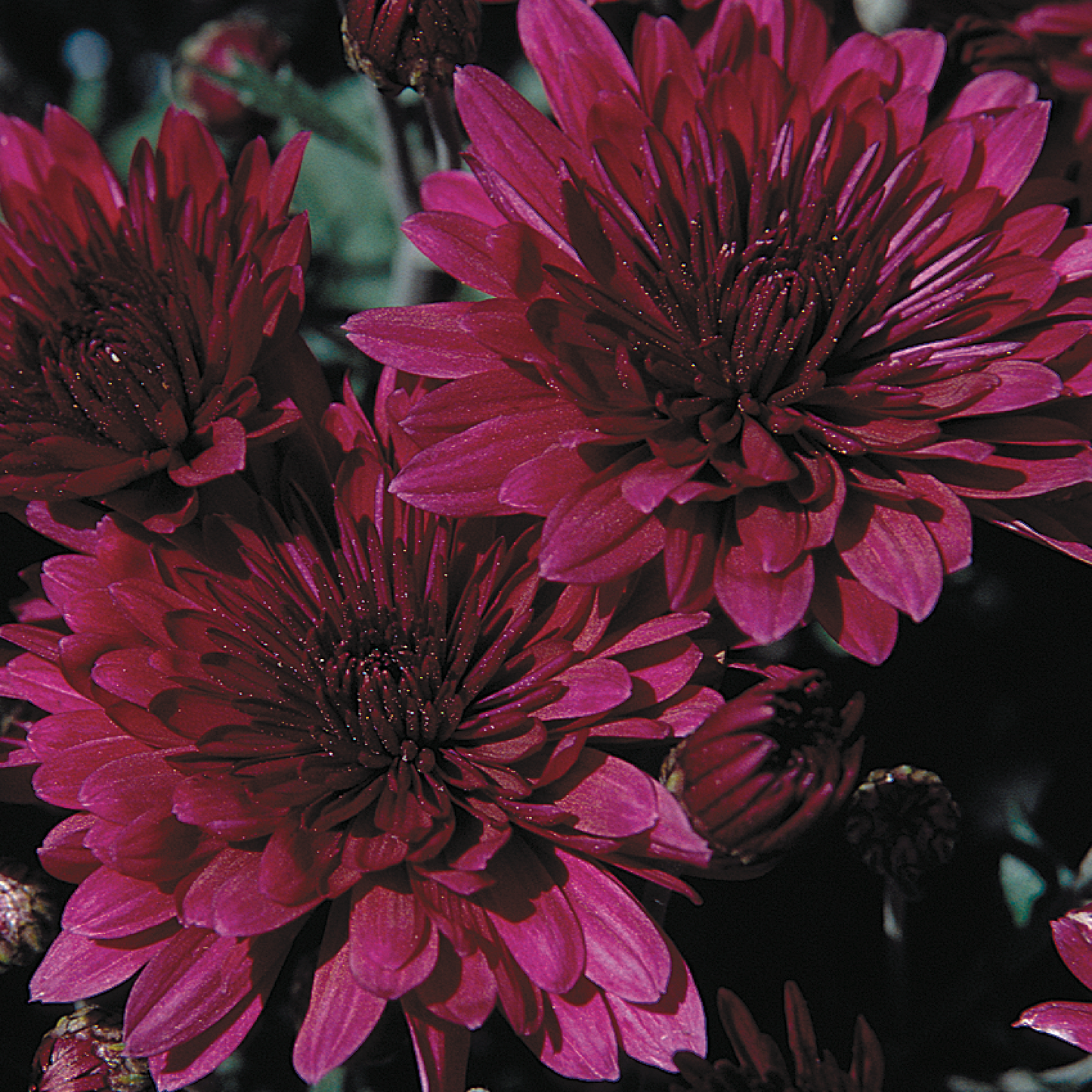 Mum, Purple Paintbox Purple - View 22 from www redcrocus com