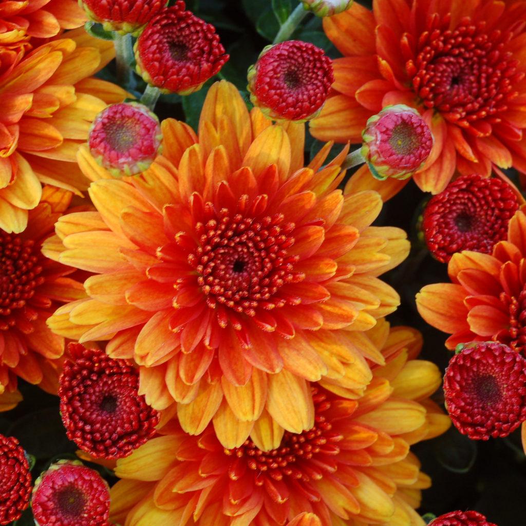 Mum Orange Pop Eye Orange - View 10 from www redcrocus com