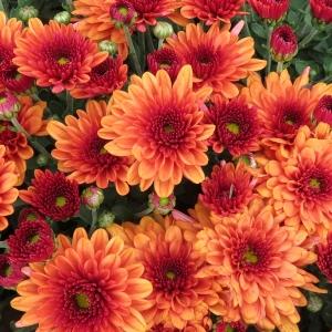 Mum Orange Pop Eye Orange - View 3 from www redcrocus com