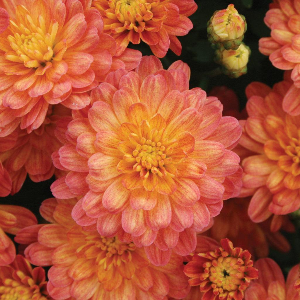 Mum Orange Pop Eye Orange - View 5 from www redcrocus com