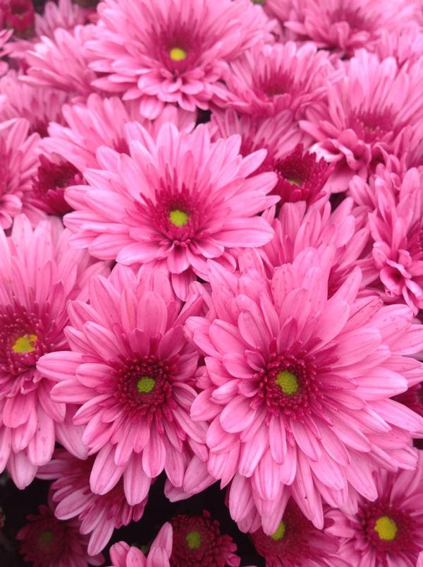 Mum Pink Pop Eye Pink - View 1 from www redcrocus com