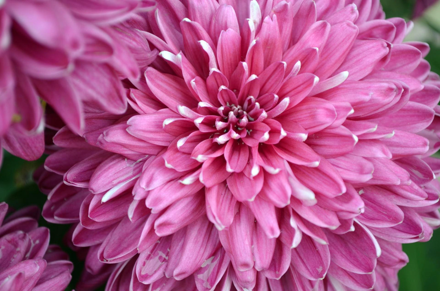 Mum Pink Misty Lilac Pink - View 15 from www redcrocus com