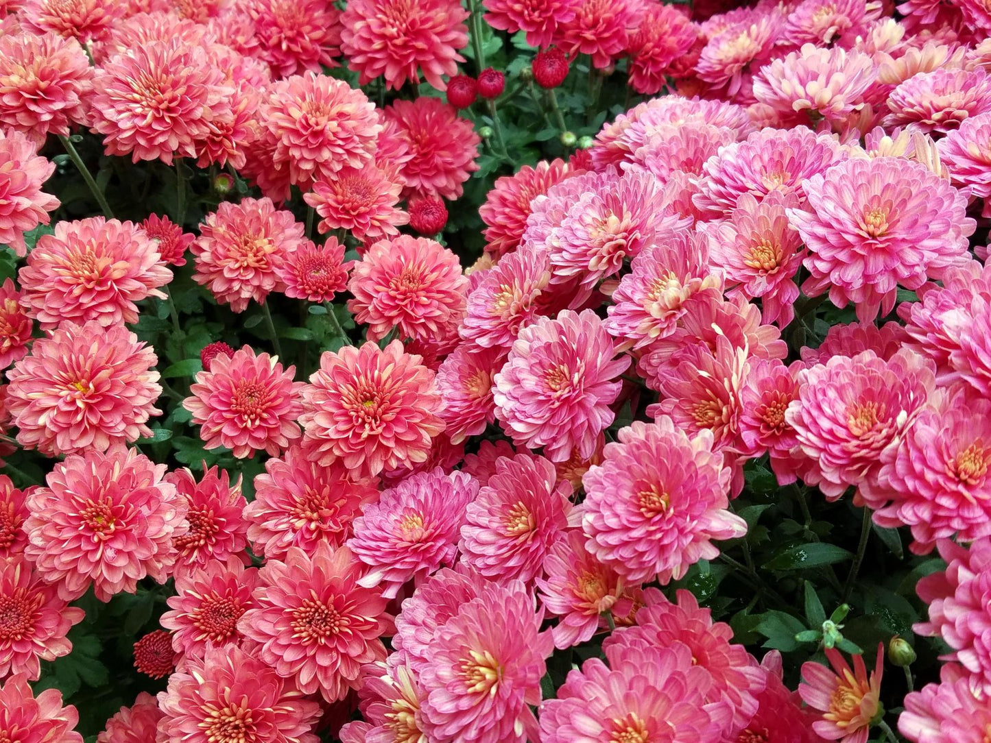 Mum Pink Cipriani Pink - View 11 from www redcrocus com