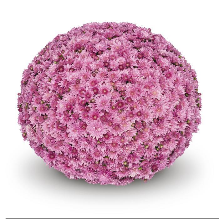 Mum Pink Cipriani Pink - View 1 from www redcrocus com