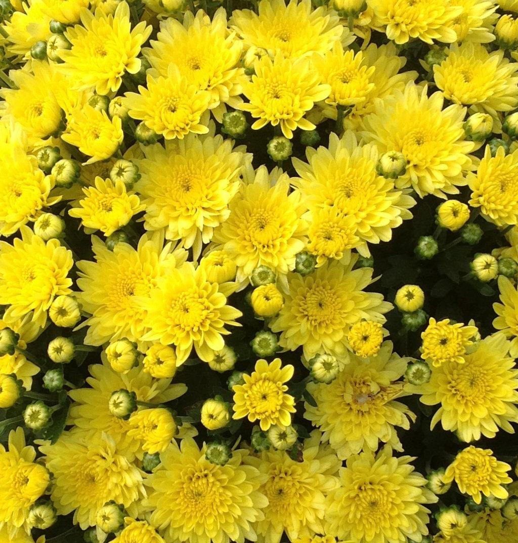 Mum Yellow Venos Yellow - View 6 from www redcrocus com