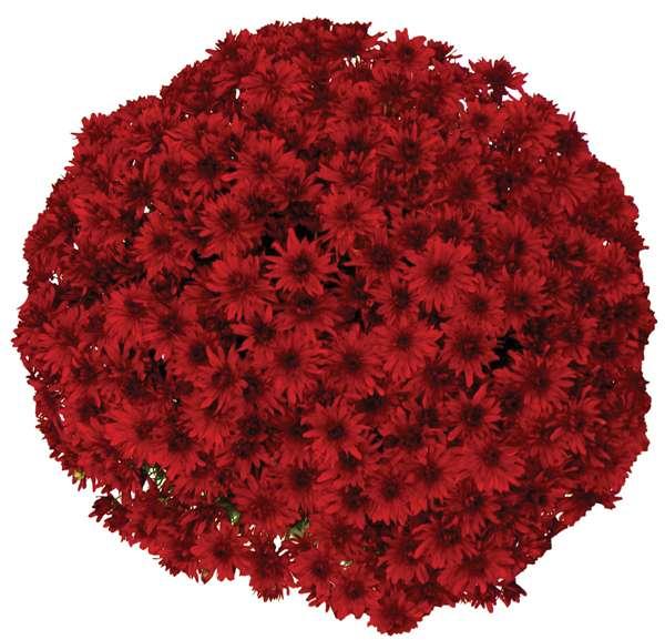 Mum Red Cranbury Red - View 11 from www redcrocus com
