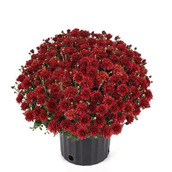 Mum Red Cranbury Red - View 5 from www redcrocus com
