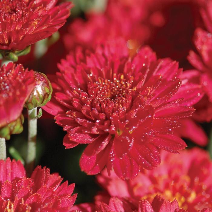 Mum Red Cranbury Red - View 6 from www redcrocus com