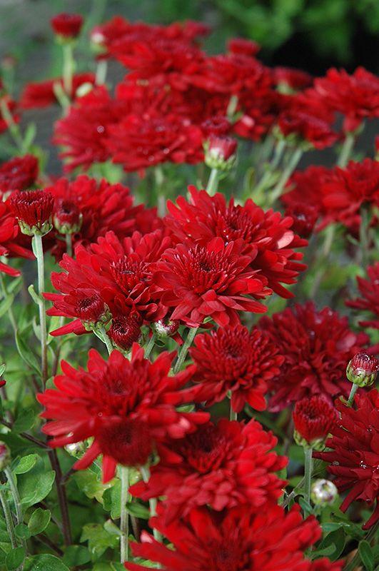 Mum Red Cranbury Red - View 9 from www redcrocus com