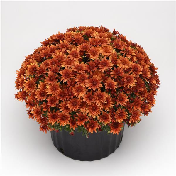 Mum Orange Kickin Spicy Orange - View 1 from www redcrocus com