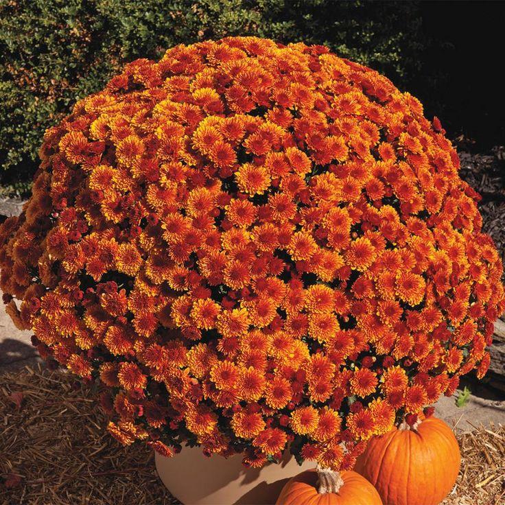 Mum Orange Kickin Spicy Orange - View 3 from www redcrocus com