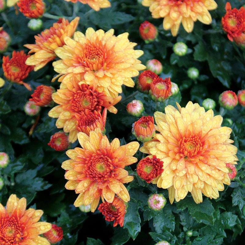 Mum Orange Kickin Spicy Orange - View 4 from www redcrocus com