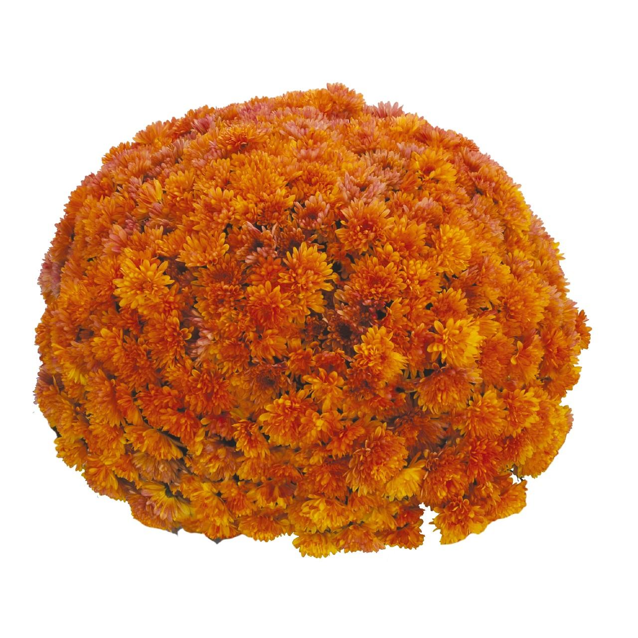 Mum Orange Kickin Spicy Orange - View 7 from www redcrocus com
