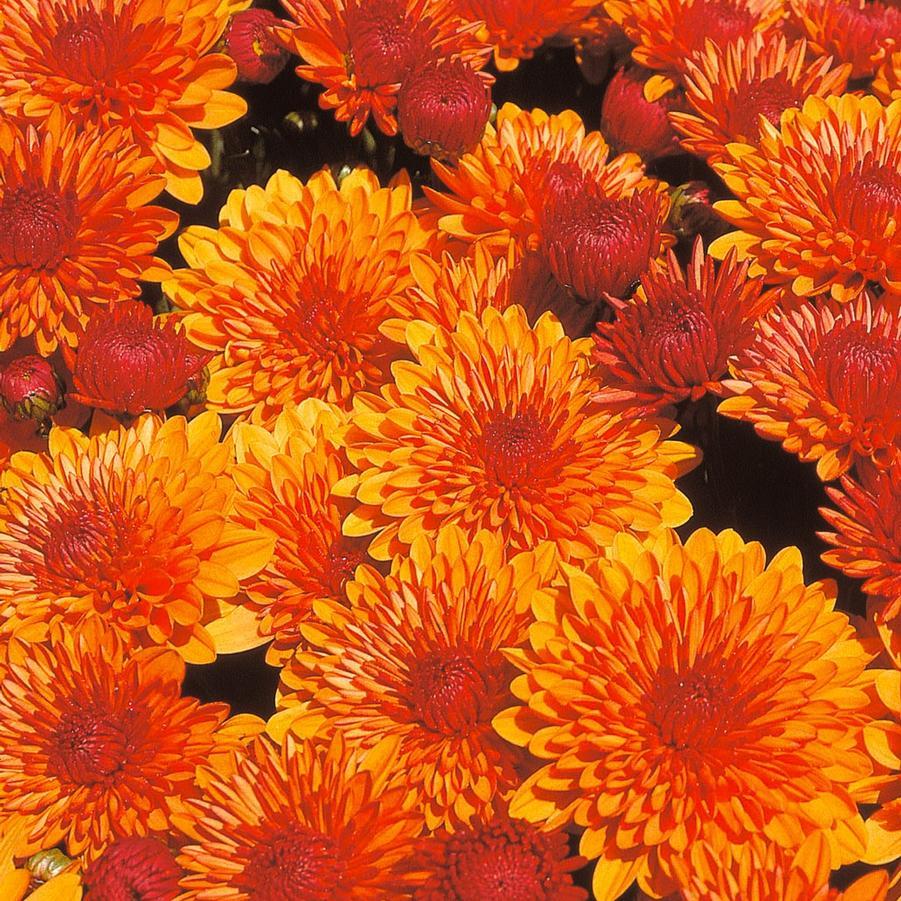 Mum Orange Kickin Spicy Orange - View 9 from www redcrocus com
