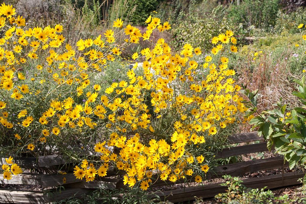 Mum Yellow Tanya Yellow - View 17 from www redcrocus com