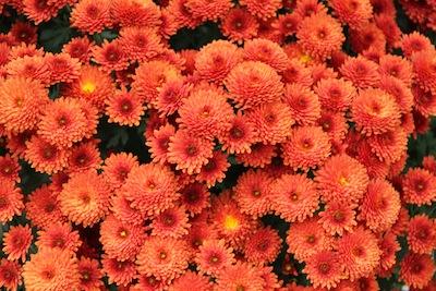 Mum Orange Beverly Orange - View 3 from www redcrocus com