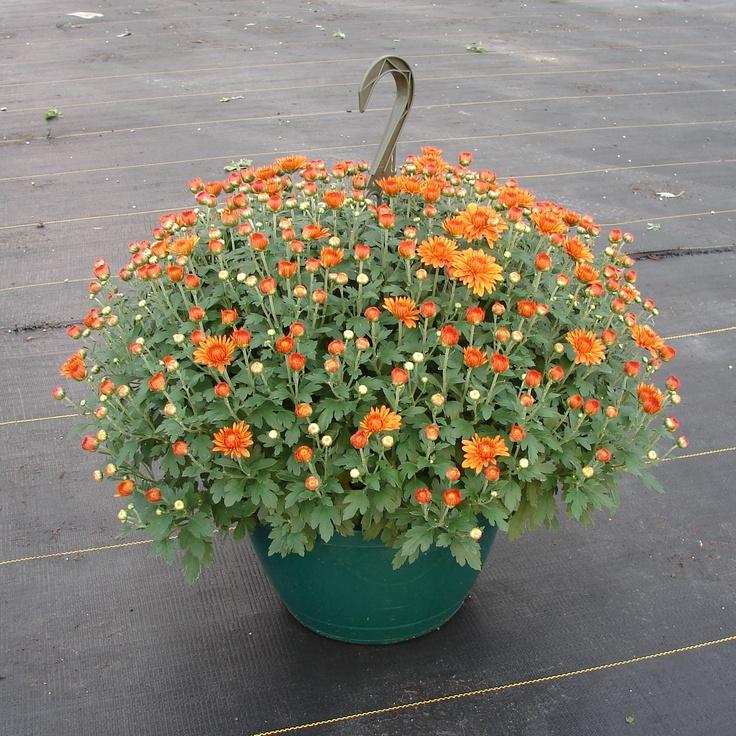 Mum Orange Beverly Orange - View 9 from www redcrocus com