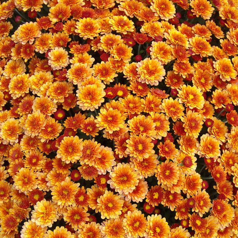 Mum Orange Fire Halo Orange - View 15 from www redcrocus com