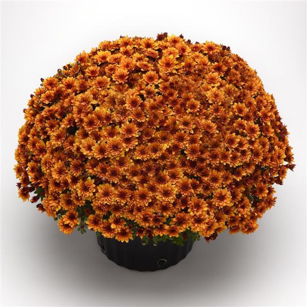 Mum Orange Fire Halo Orange - View 2 from www redcrocus com