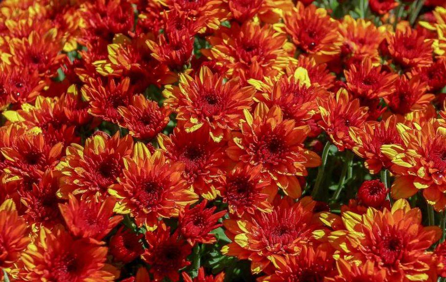Mum Orange Fire Halo Orange - View 3 from www redcrocus com