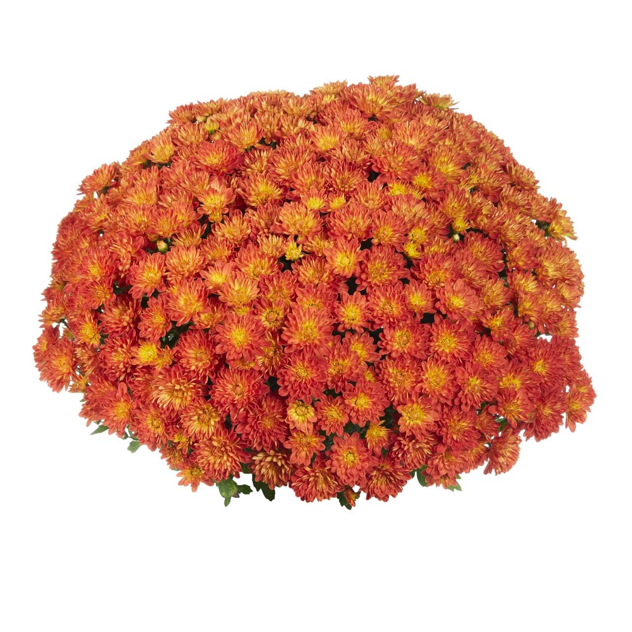 Mum Orange Fire Halo Orange - View 5 from www redcrocus com