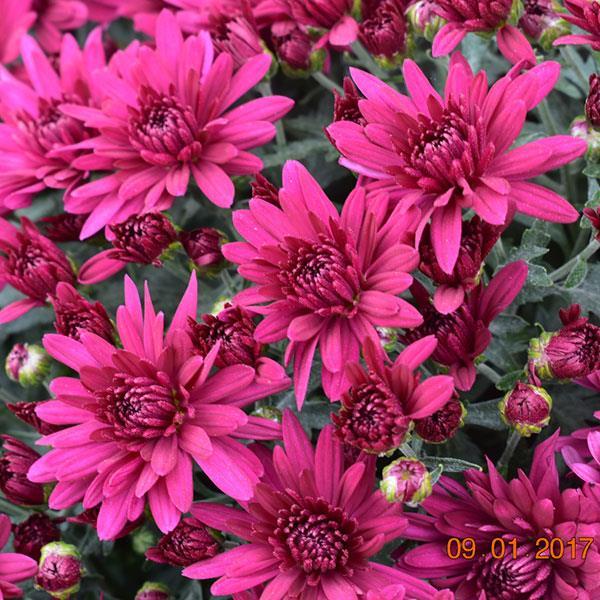 Mum Purple Gypsy Rose Purple - View 11 from www redcrocus com