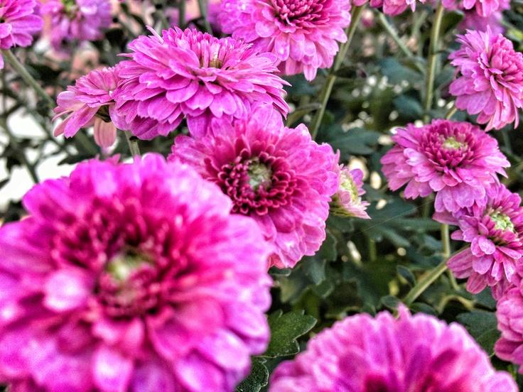 Mum Purple Gypsy Rose Purple - View 14 from www redcrocus com