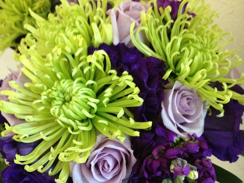 Mum Purple Gypsy Rose Purple - View 15 from www redcrocus com