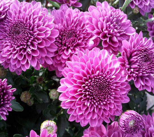 Mum Purple Gypsy Rose Purple - View 3 from www redcrocus com