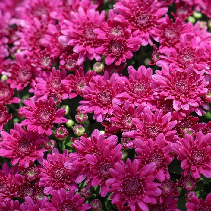 Mum Purple Prism Purple - View 1 from www redcrocus com