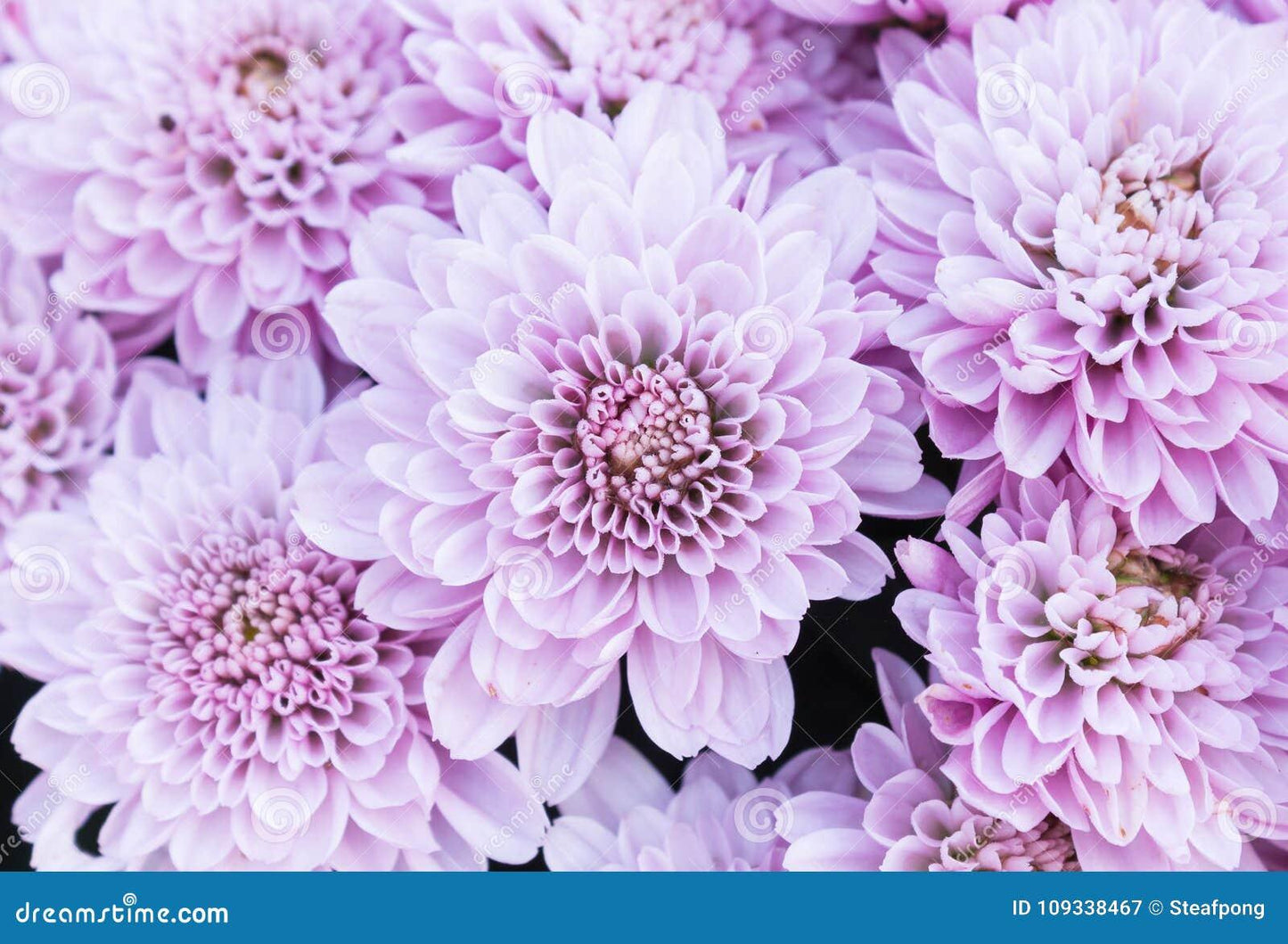 Mum Purple Prism Purple - View 9 from www redcrocus com